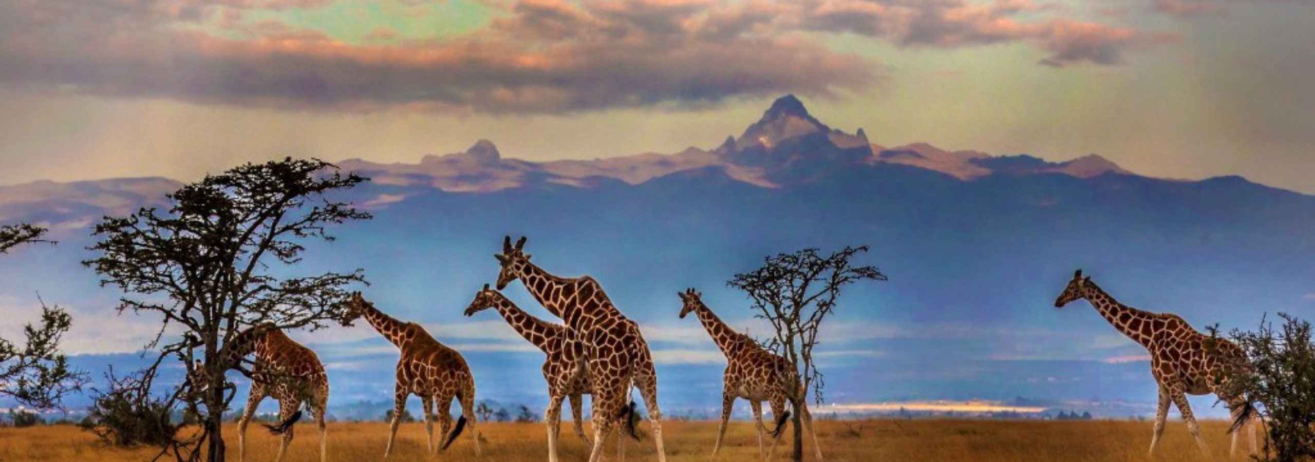 Kenya Travel Guide