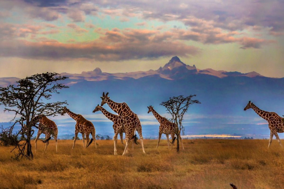 Kenya Travel Guide